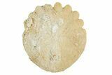 1" Fossil Sand Dollars (Heliophora) - Morocco - Photo 3